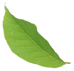 leaf floating