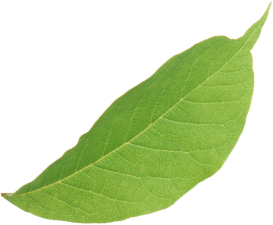leaf floating